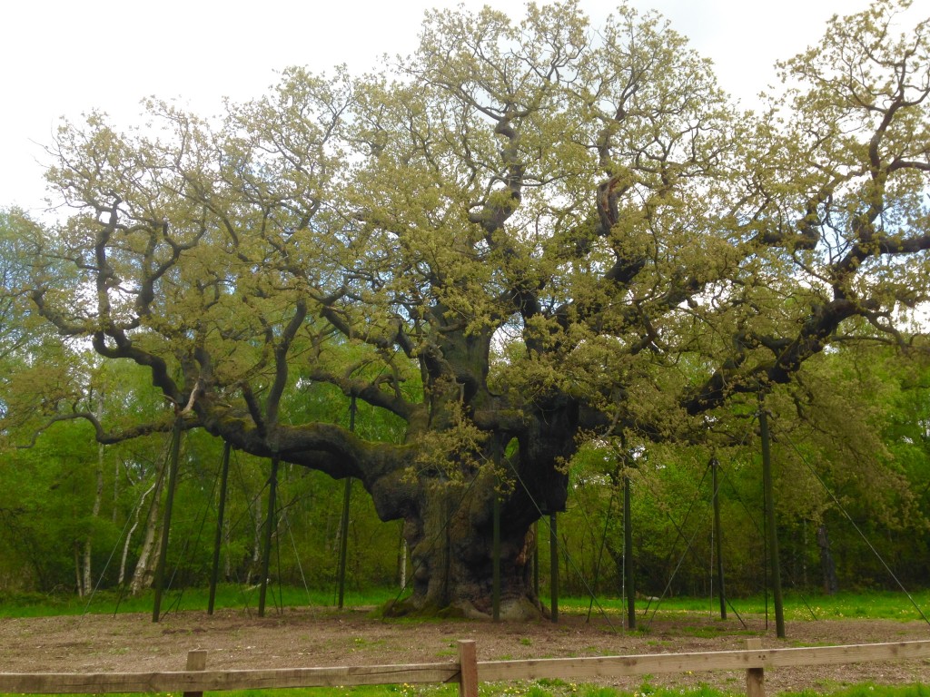 The Major Oak