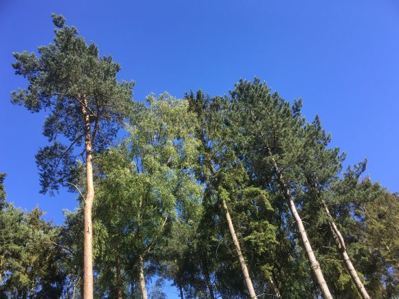 Blue skies at Center Parcs Woburn