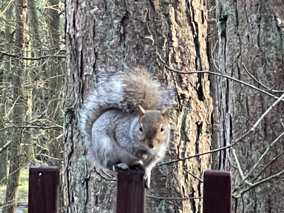 Squirrel at Forest Holidays 